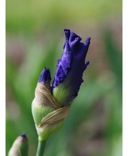 Iris 'Mer Du Sud'