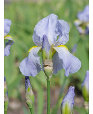 Iris pale blue, possible Benton Iris