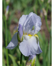Iris pale blue, possible Benton Iris