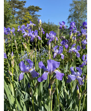Iris pallida subsp. pallida