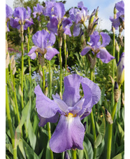 Iris pallida subsp. pallida
