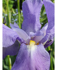 Iris pallida subsp. pallida