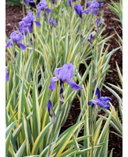 Iris pallida 'Variegata'