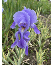 Iris pallida 'Variegata'