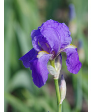 Iris pallida 'Variegata'