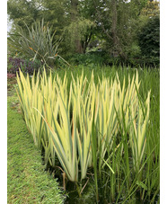 Iris pseudacorus 'Variegata'