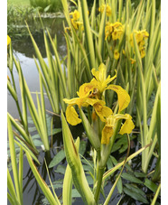 Iris pseudacorus 'Variegata'