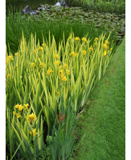 Iris pseudacorus 'Variegata'