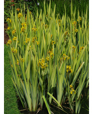 Iris pseudacorus 'Variegata'