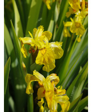 Iris pseudacorus 'Variegata'