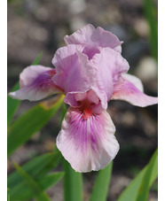Iris 'Raspberry Blush'