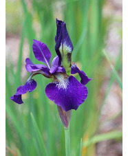 Iris 'Teal Velvet' (Sib)