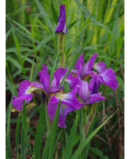 Iris 'Sparkling Rose' (Sib)