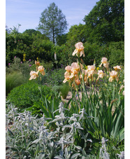 Iris 'Strathmore'