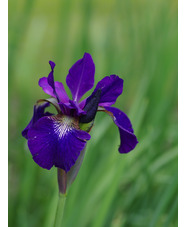 Iris 'Teal Velvet' (Sib)