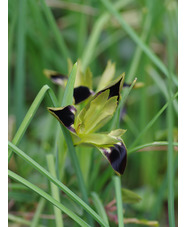 Iris tuberosa