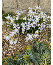 Iris unguicularis 'Peloponnese Snow'