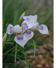 Iris unguicularis 'Peloponnese Snow'