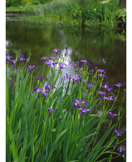 Iris versicolor