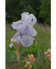 Iris 'White City'