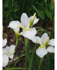 Iris 'White Swirl' (Sib)