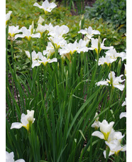 Iris 'White Swirl' (Sib)