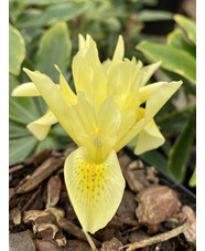Iris winogradowii 