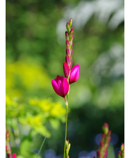 Ixia 'Mabel'