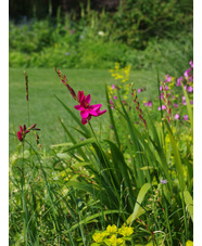 Ixia 'Mabel'