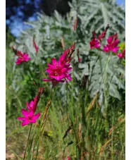 Ixia 'Mabel' (5xDB)