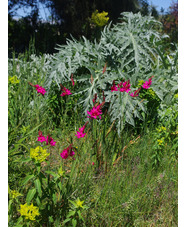 Ixia 'Mabel' (5xDB)