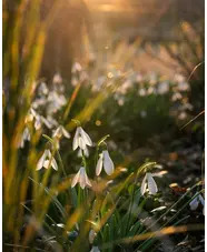 Galanthus 'James Backhouse' x3 bulbs
