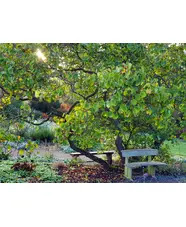 Introduction to Pruning