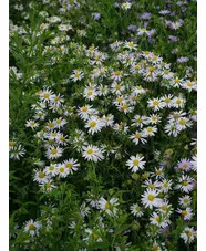 Kalimeris incisa 'Alba'