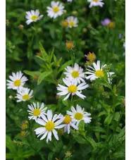 Kalimeris incisa 'Alba'