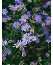 Kalimeris incisa 'Blue Star'
