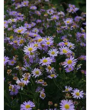 Kalimeris incisa 'Blue Star'