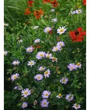 Kalimeris incisa 'Blue Star'