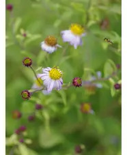 Kalimeris yomena 'Shogun'