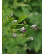Klasea radiata subsp. gmelinii