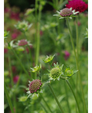 Knautia macedonica