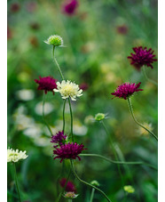 Knautia macedonica