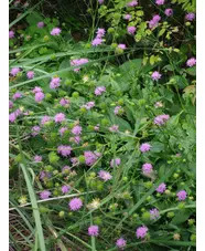 Knautia sarajevensis 