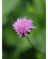 Knautia sarajevensis 