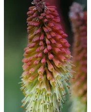 Kniphofia caulescens (BH5020)
