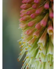 Kniphofia caulescens (BH5020)