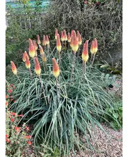Kniphofia caulescens (BH5020)