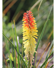 Kniphofia 'Flaming Torch'