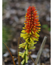 Kniphofia 'Flaming Torch'