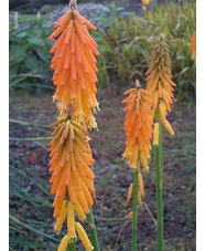 Kniphofia galpinii